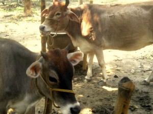 Belas vacas em Godrumadvipa
