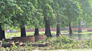 Árvores Kadamba em Rudradvipa