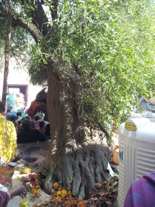 Linda árvore no jardim da casa de Radha